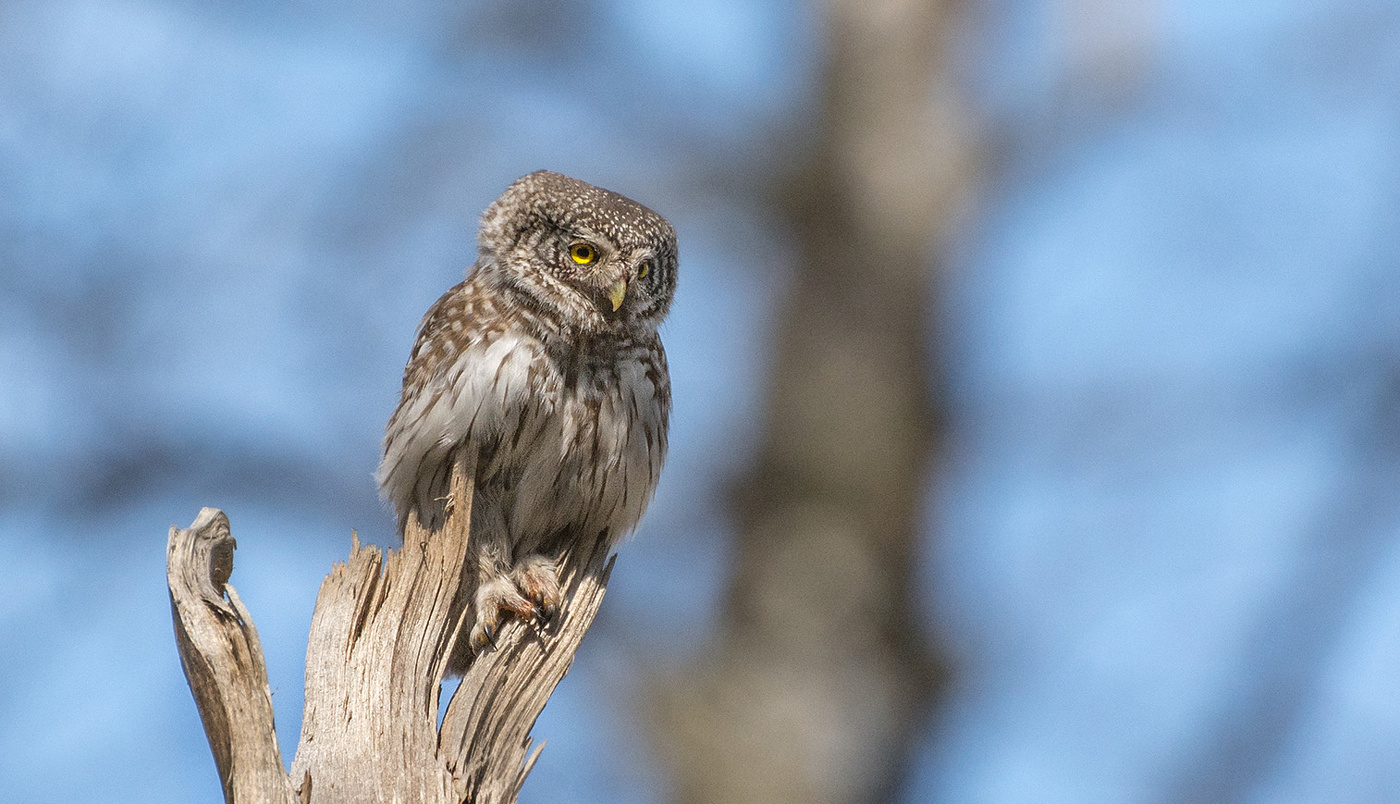 high sitting - look away ...