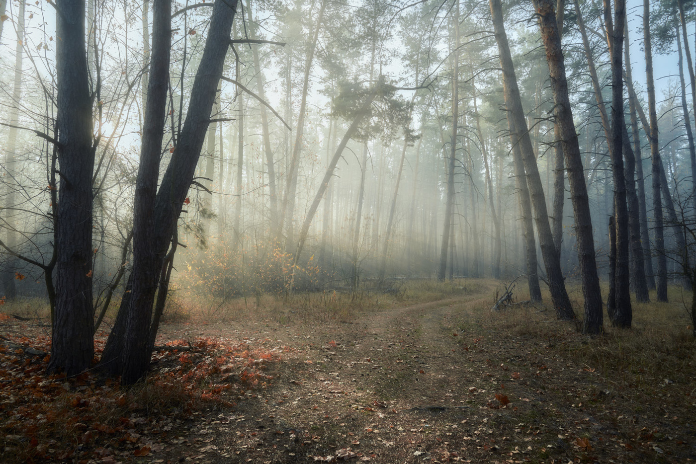 Morning in the autumn forest