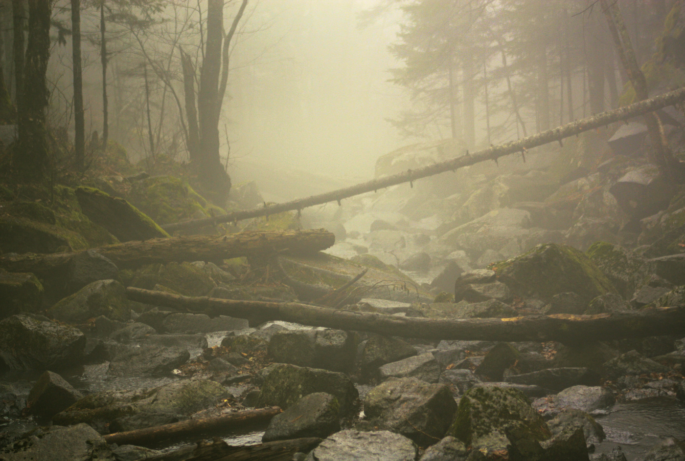 Fog in the forest