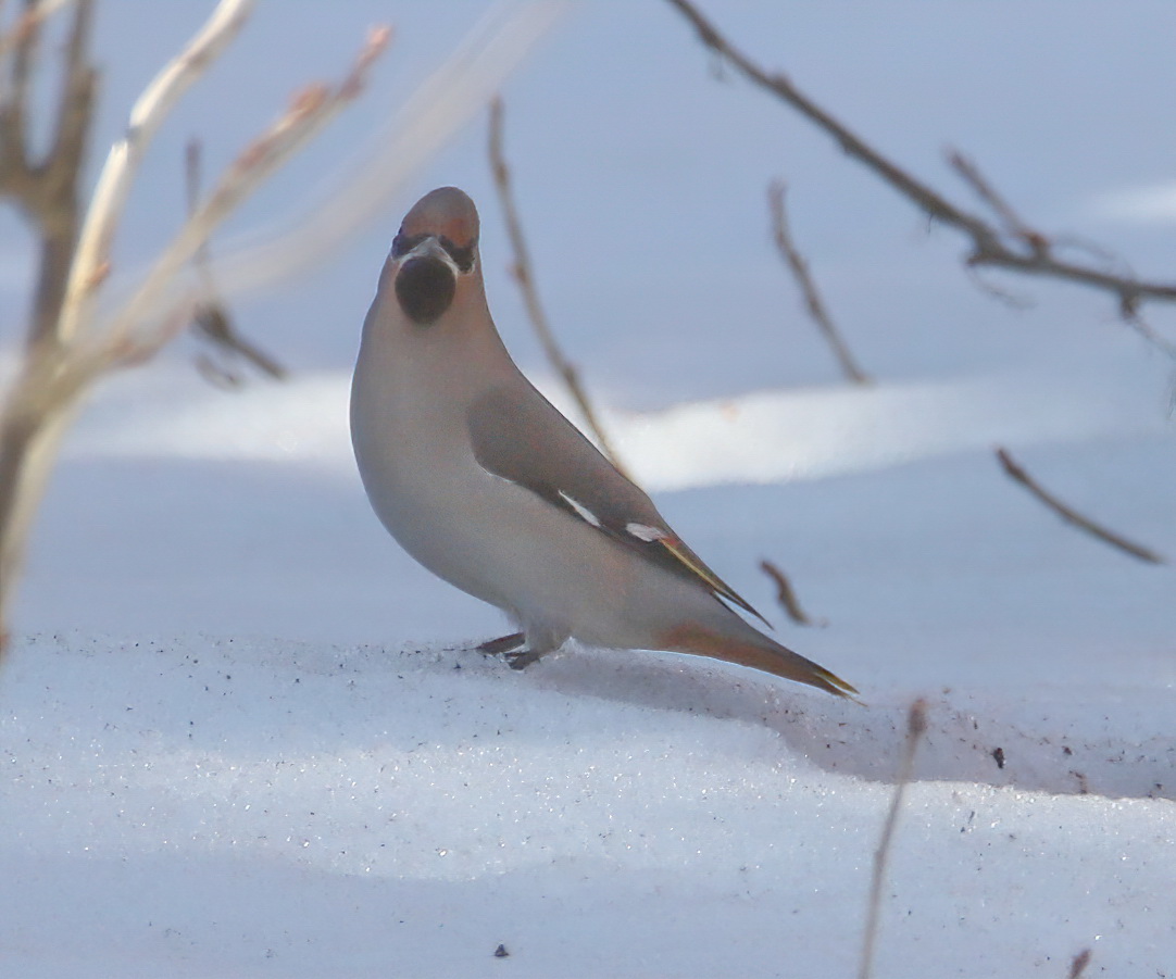 waxwing