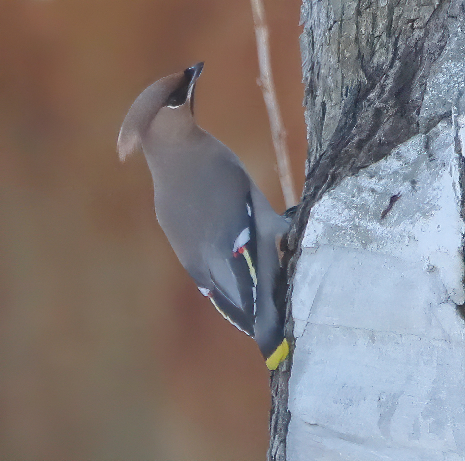 waxwing