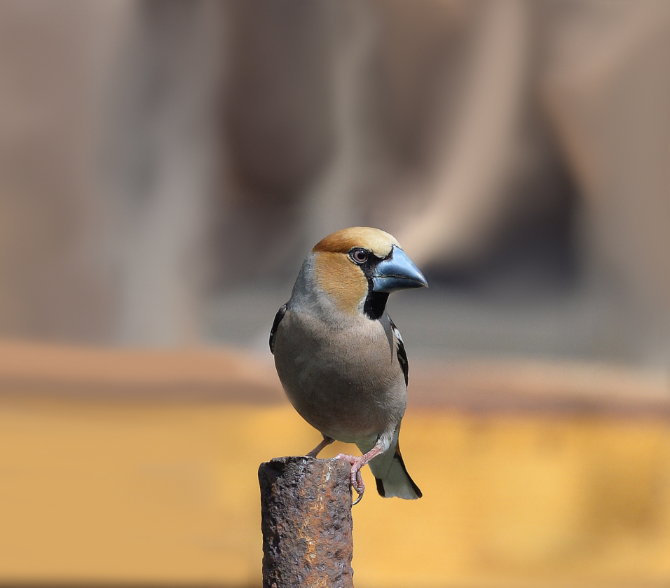 Grosbeak