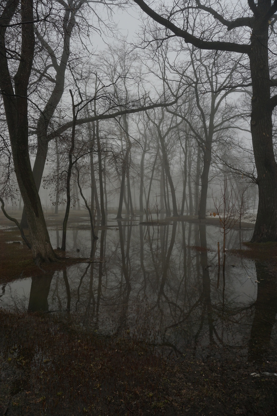 Foggy morning