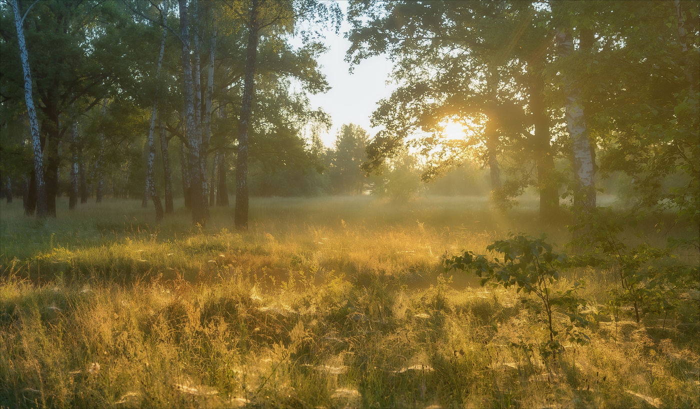 Morning in the forest.