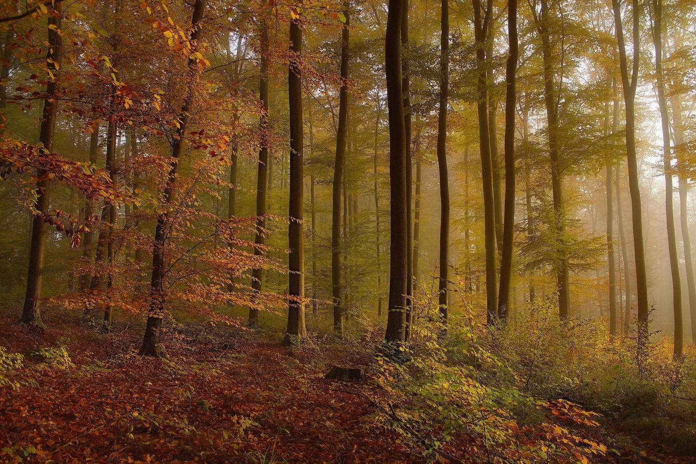 autumn morning
