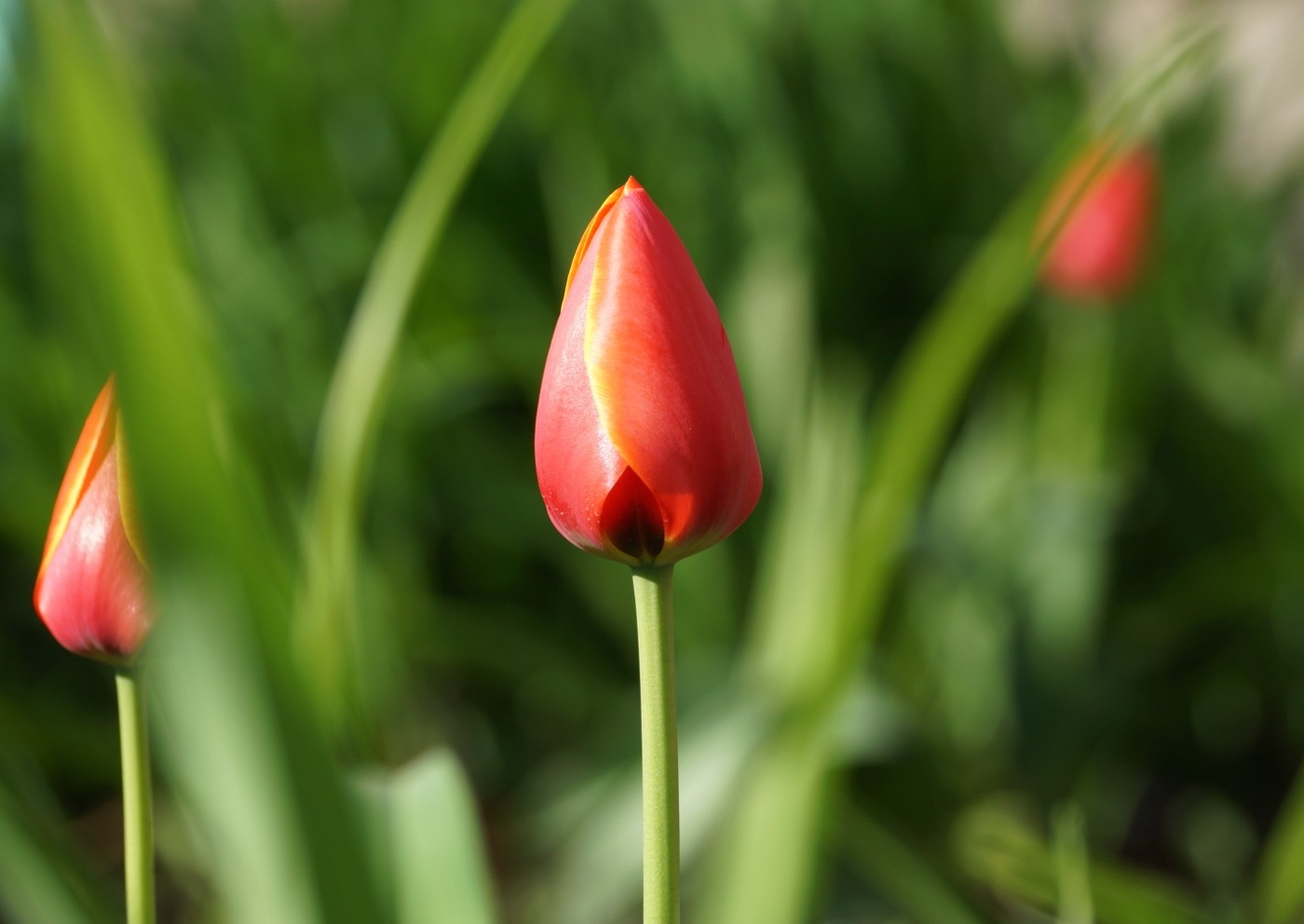Flower mood