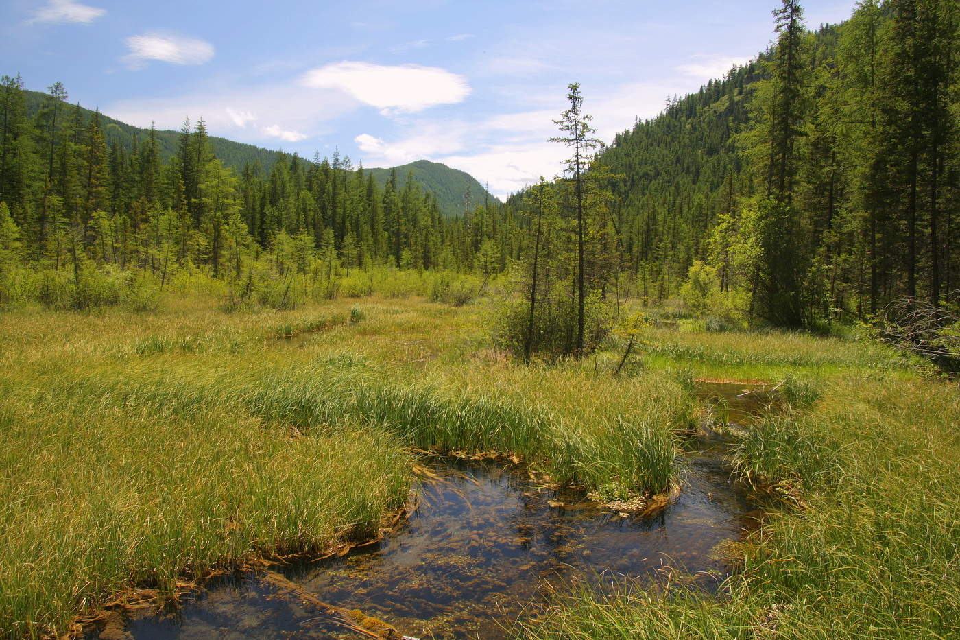 Swamp