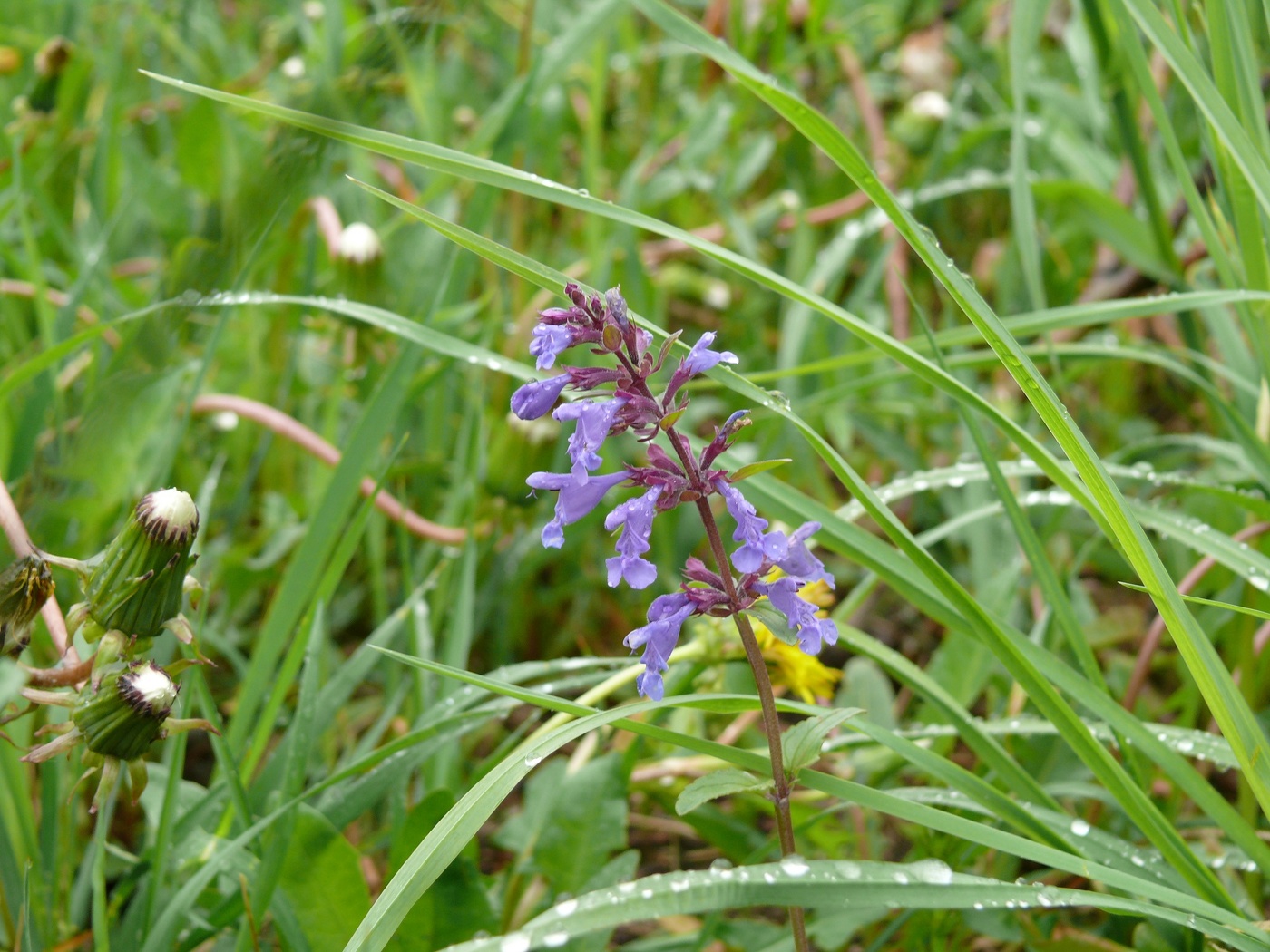 Flowers of the field