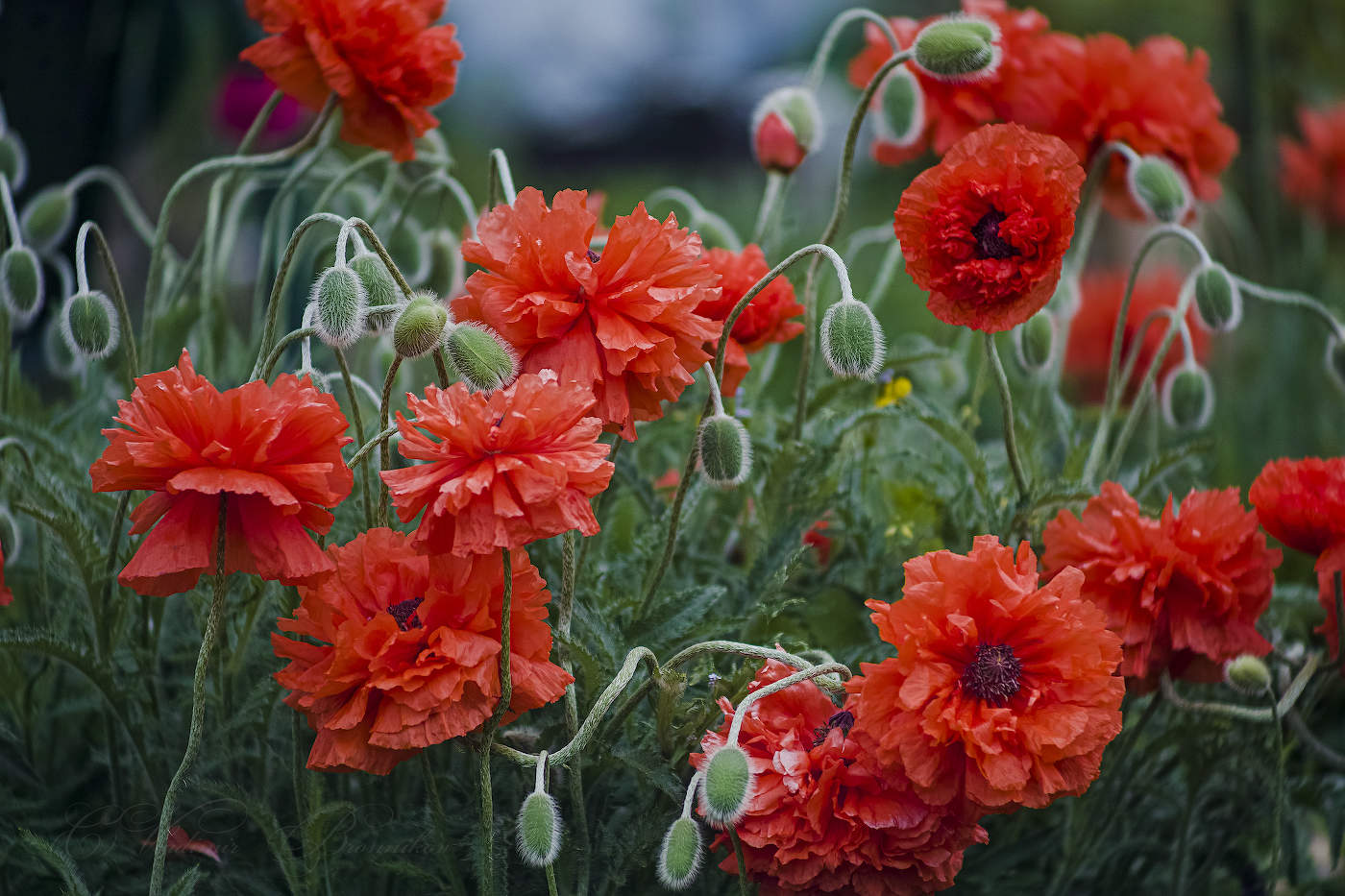 Poppies