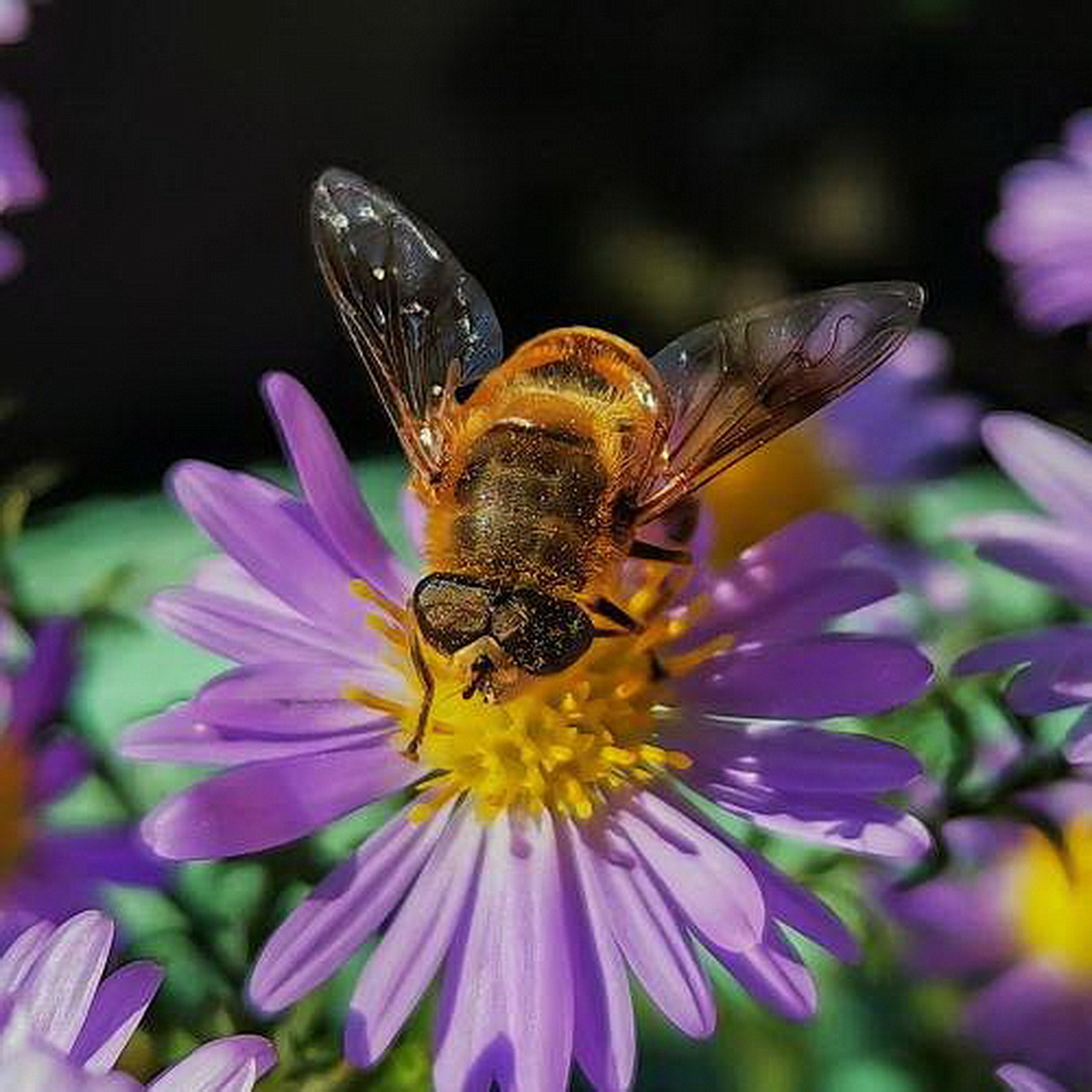 Bee