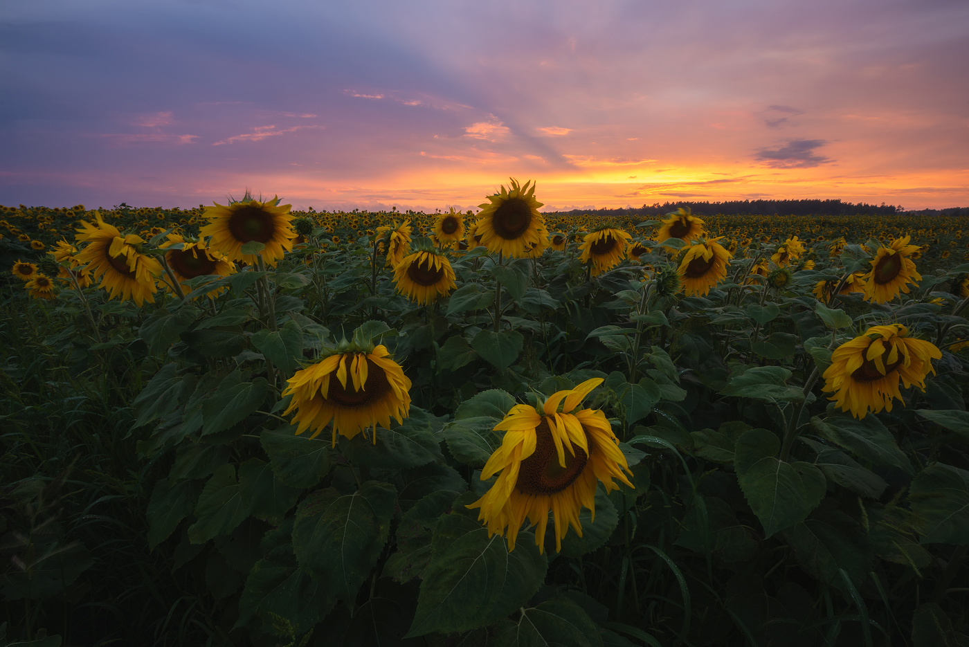 Evening in the field