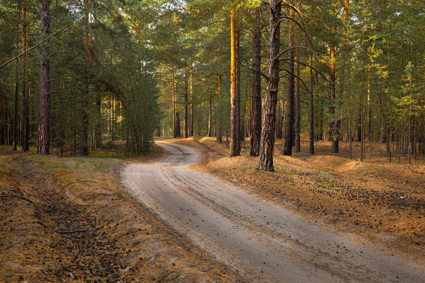 In the autumn forest.