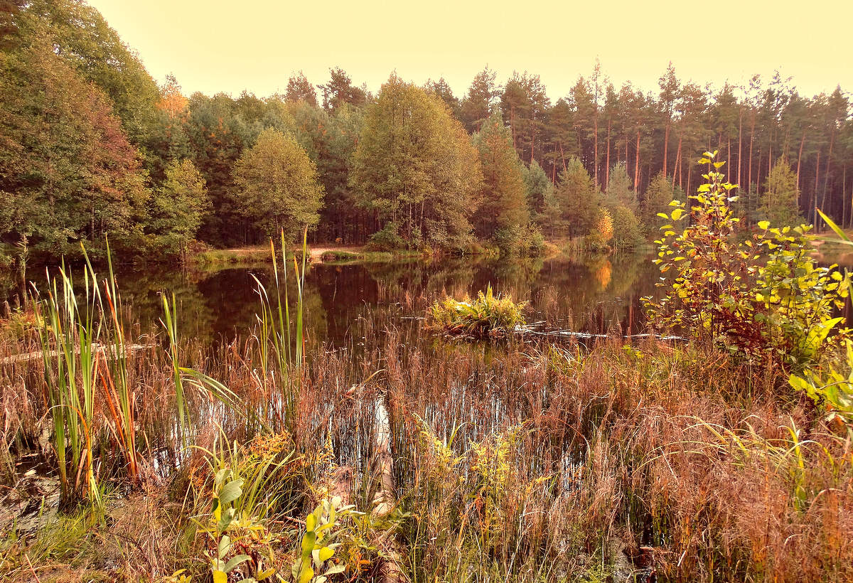 Autumn has come