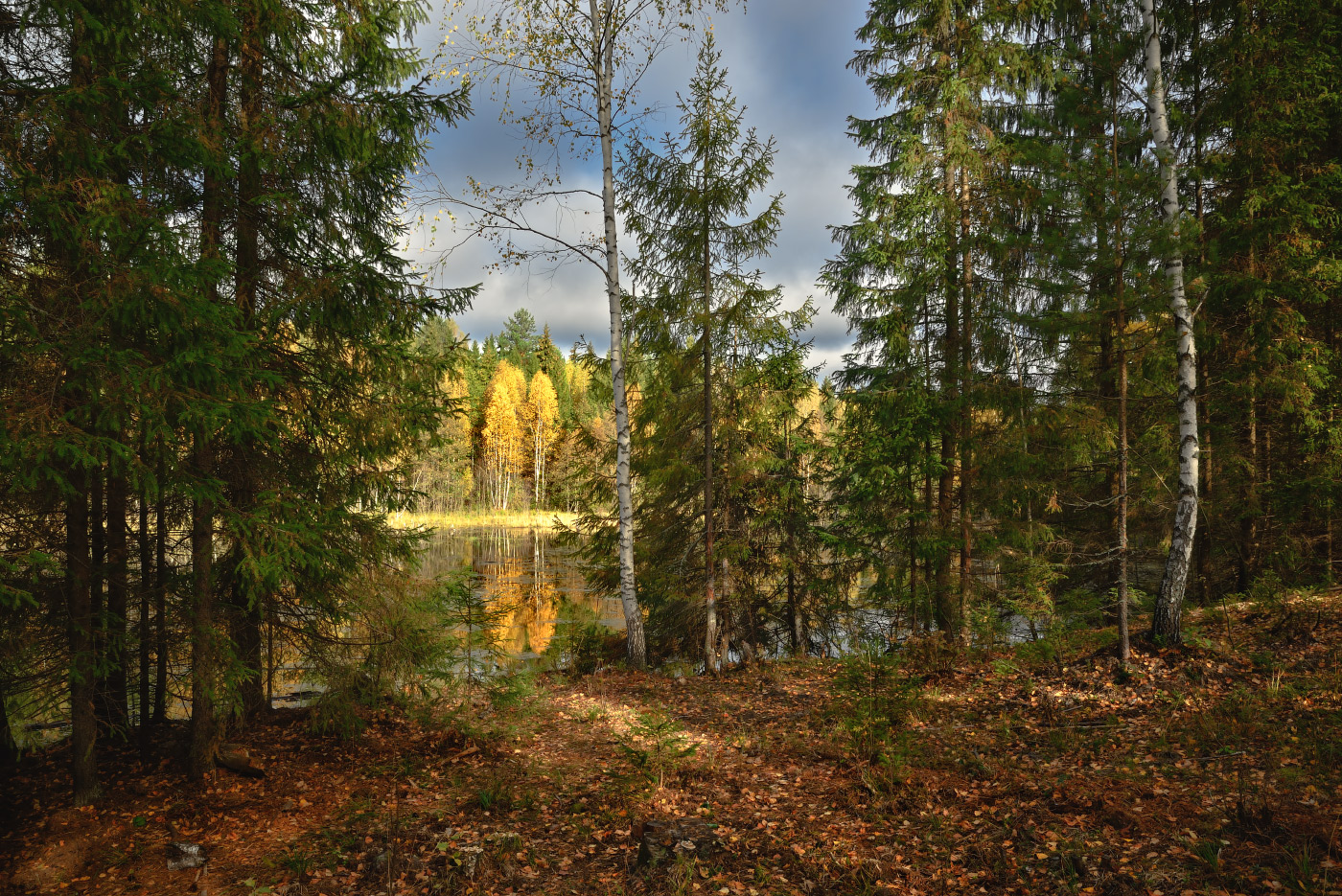 in the autumn forest