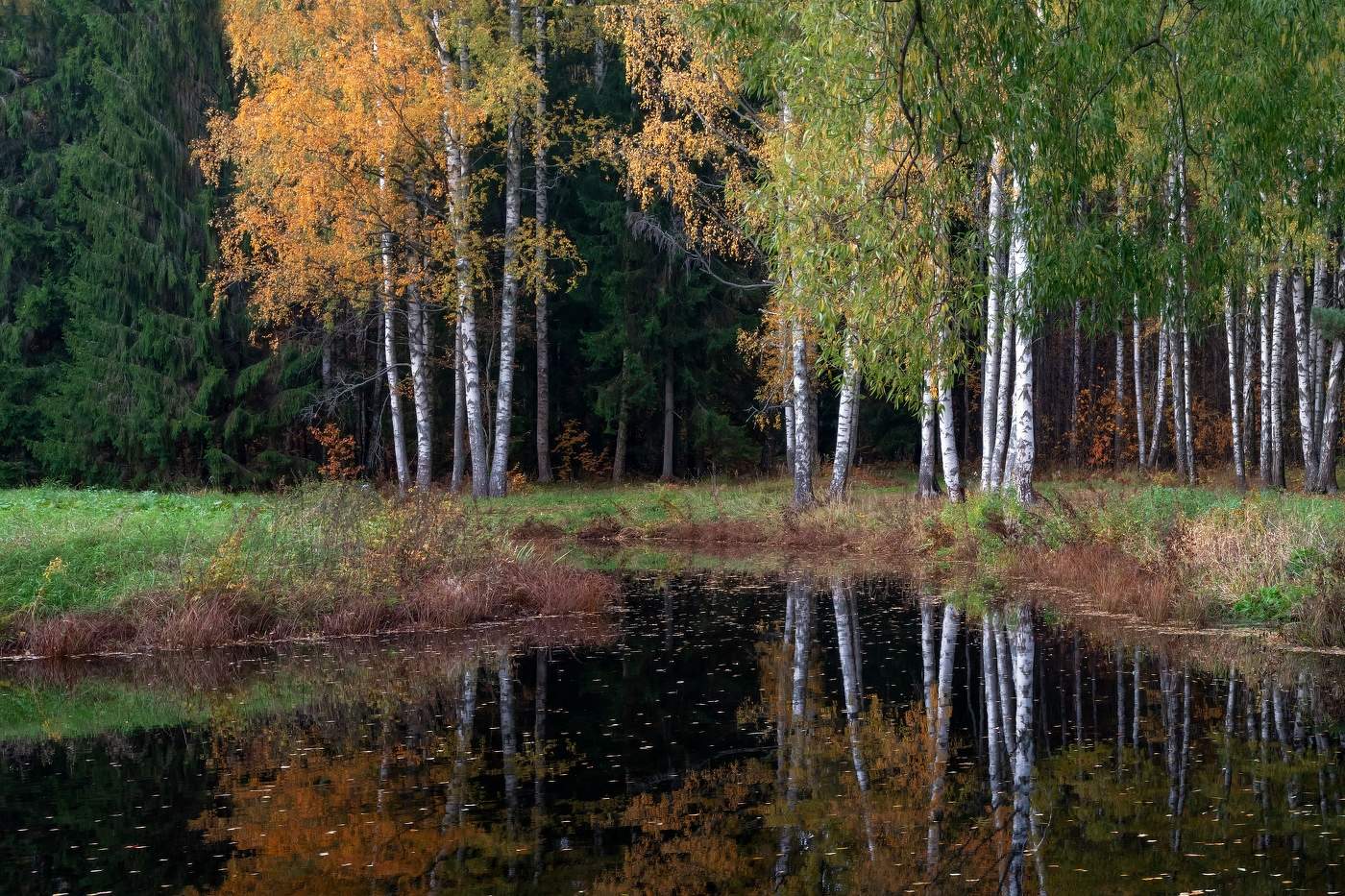 Birches