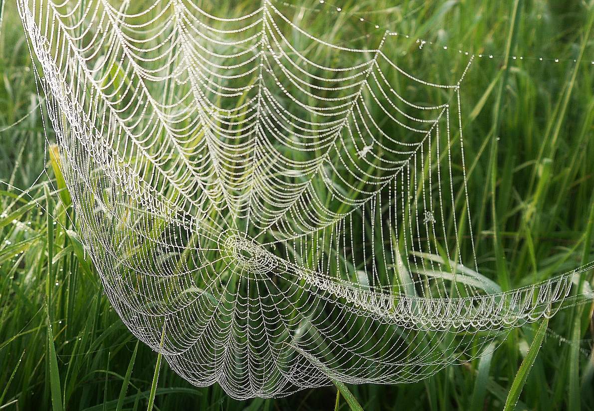 Gossamer ...