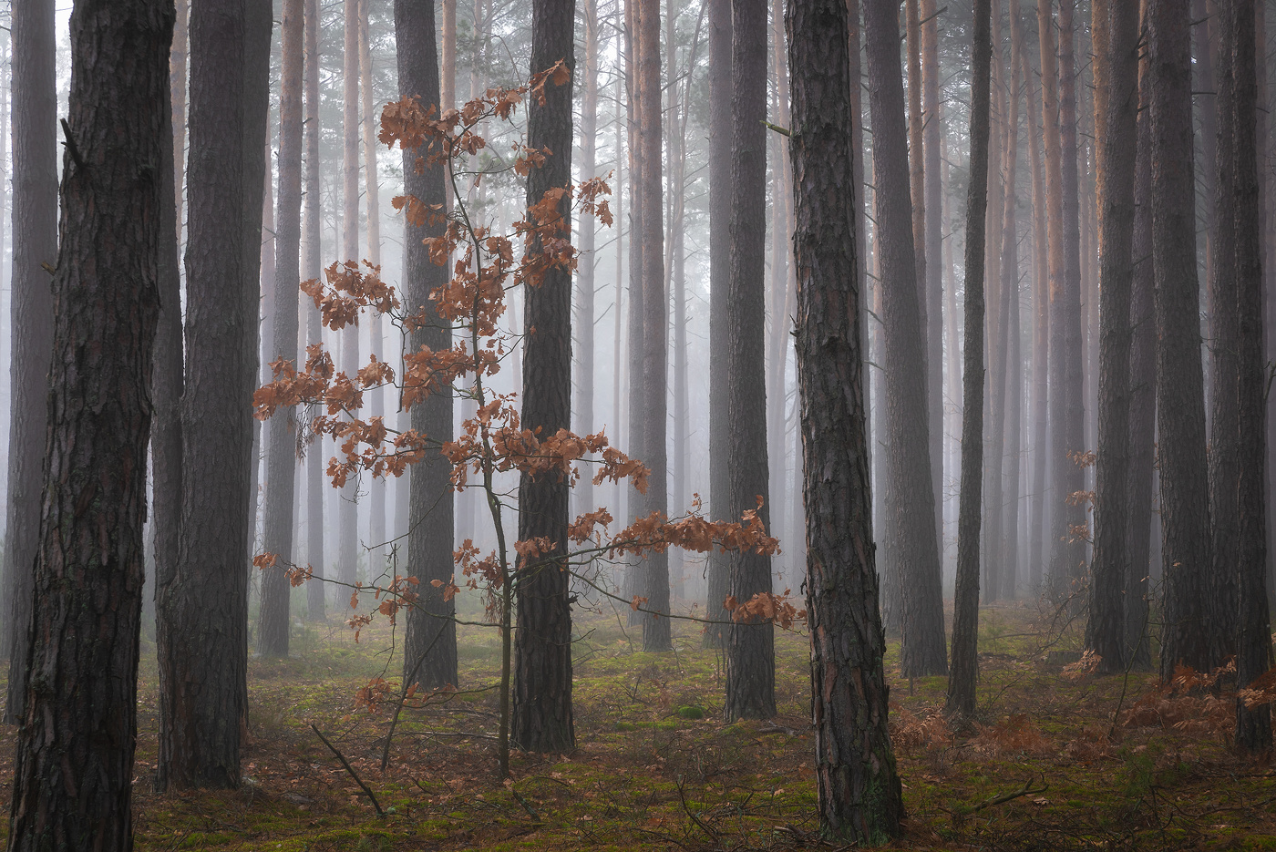 In forest