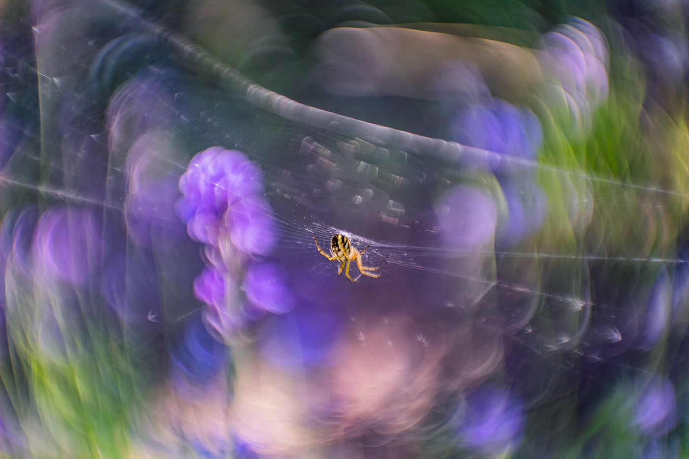 spider