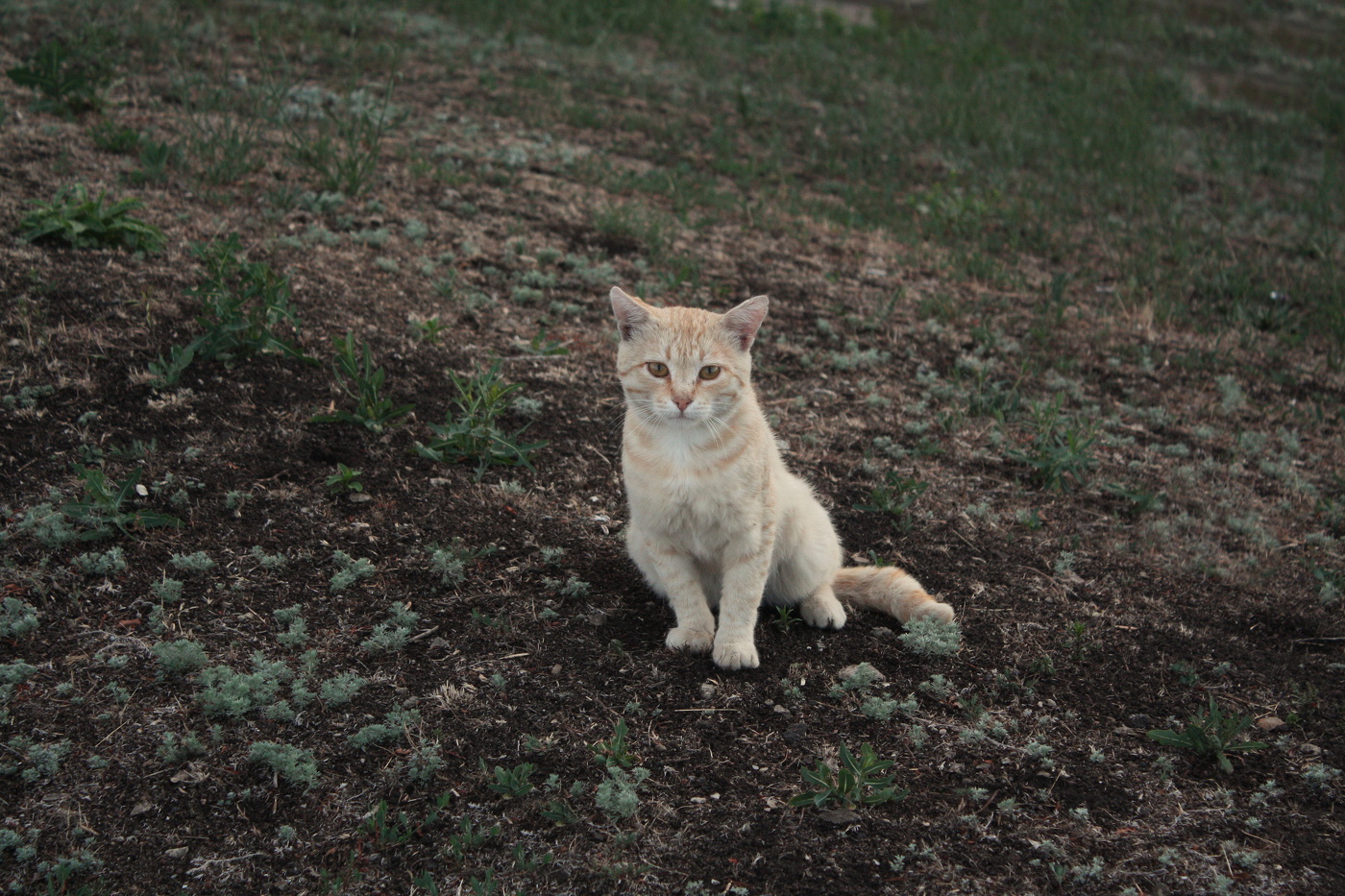 Kitten