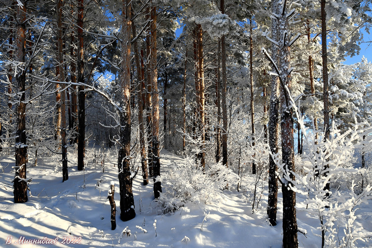 in the winter forest