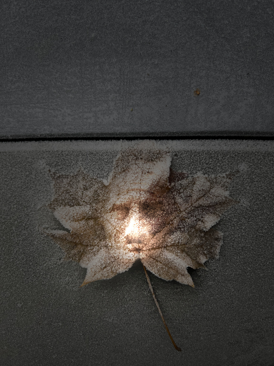 The light nose