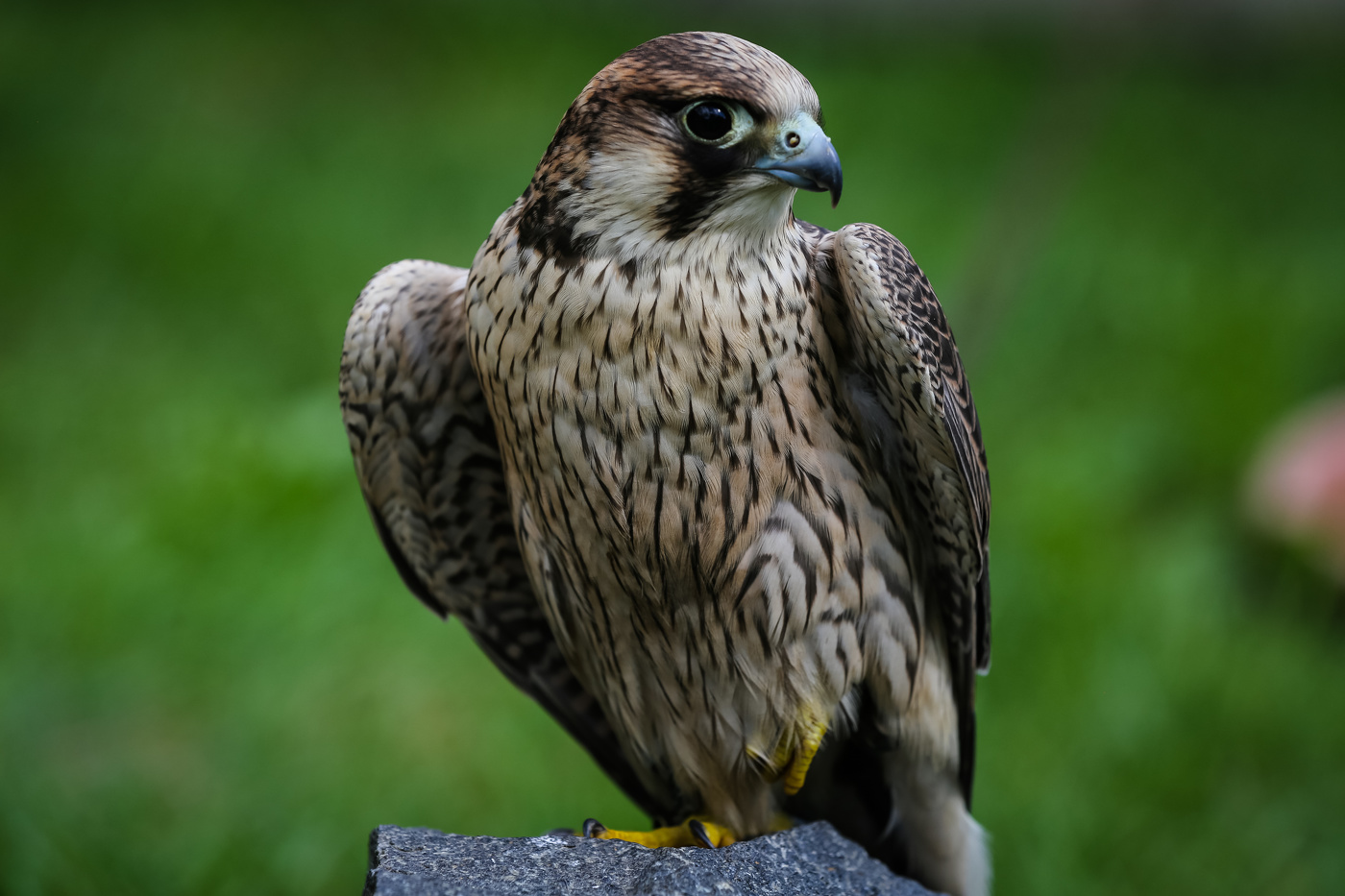 Falke