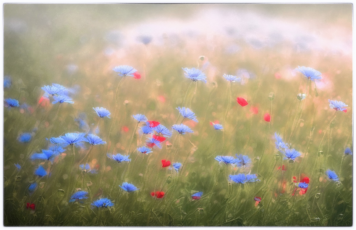 Piece of summer