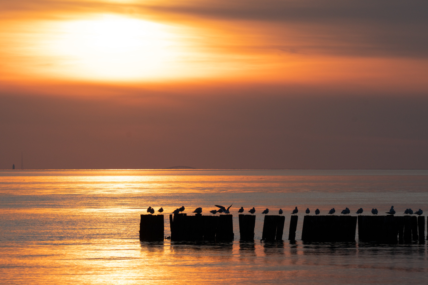 Seagulls at Sunset