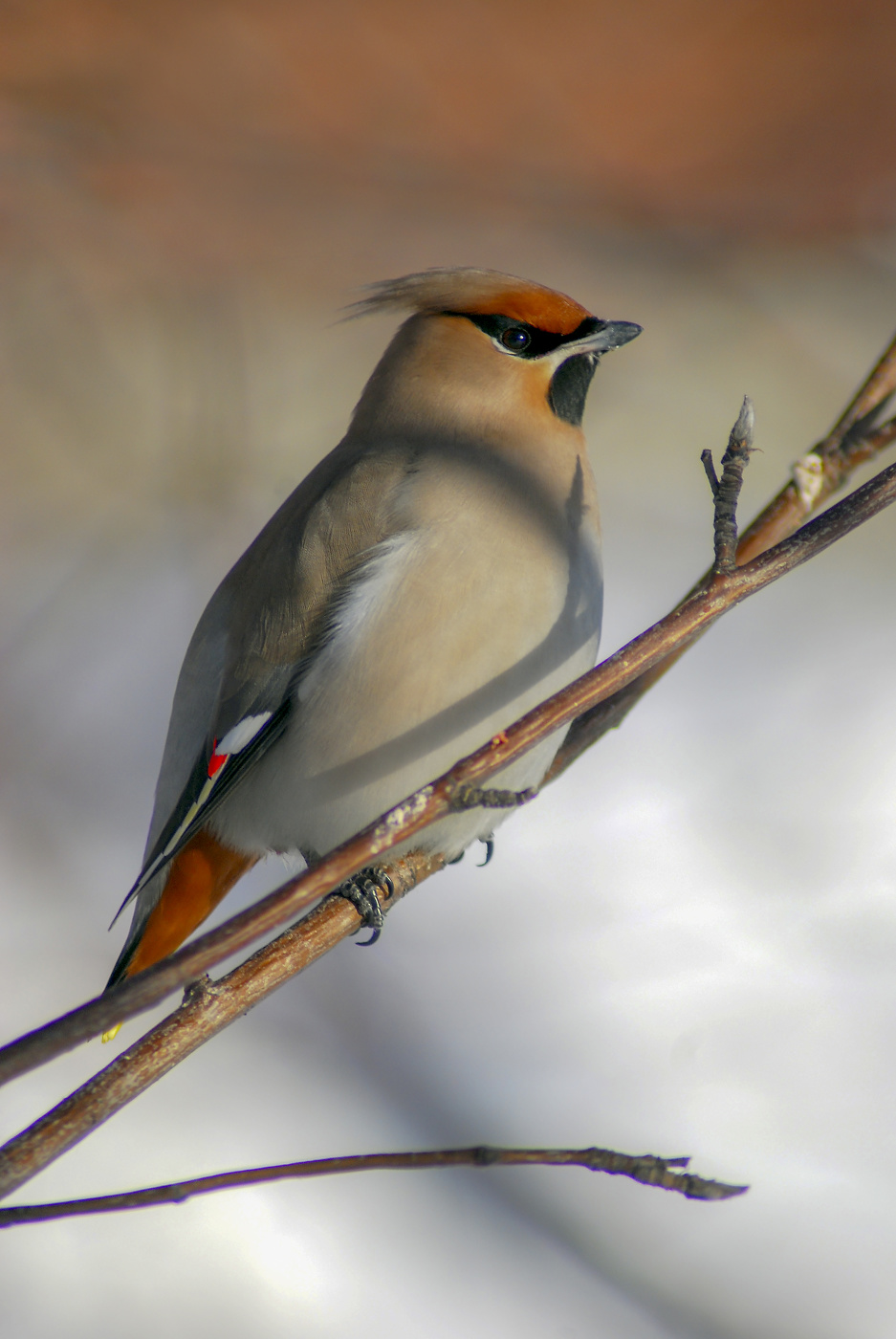 waxwing