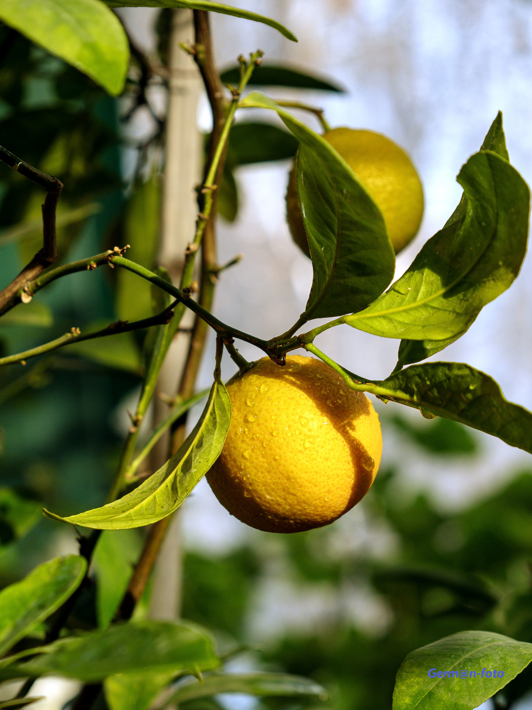 Lemon
