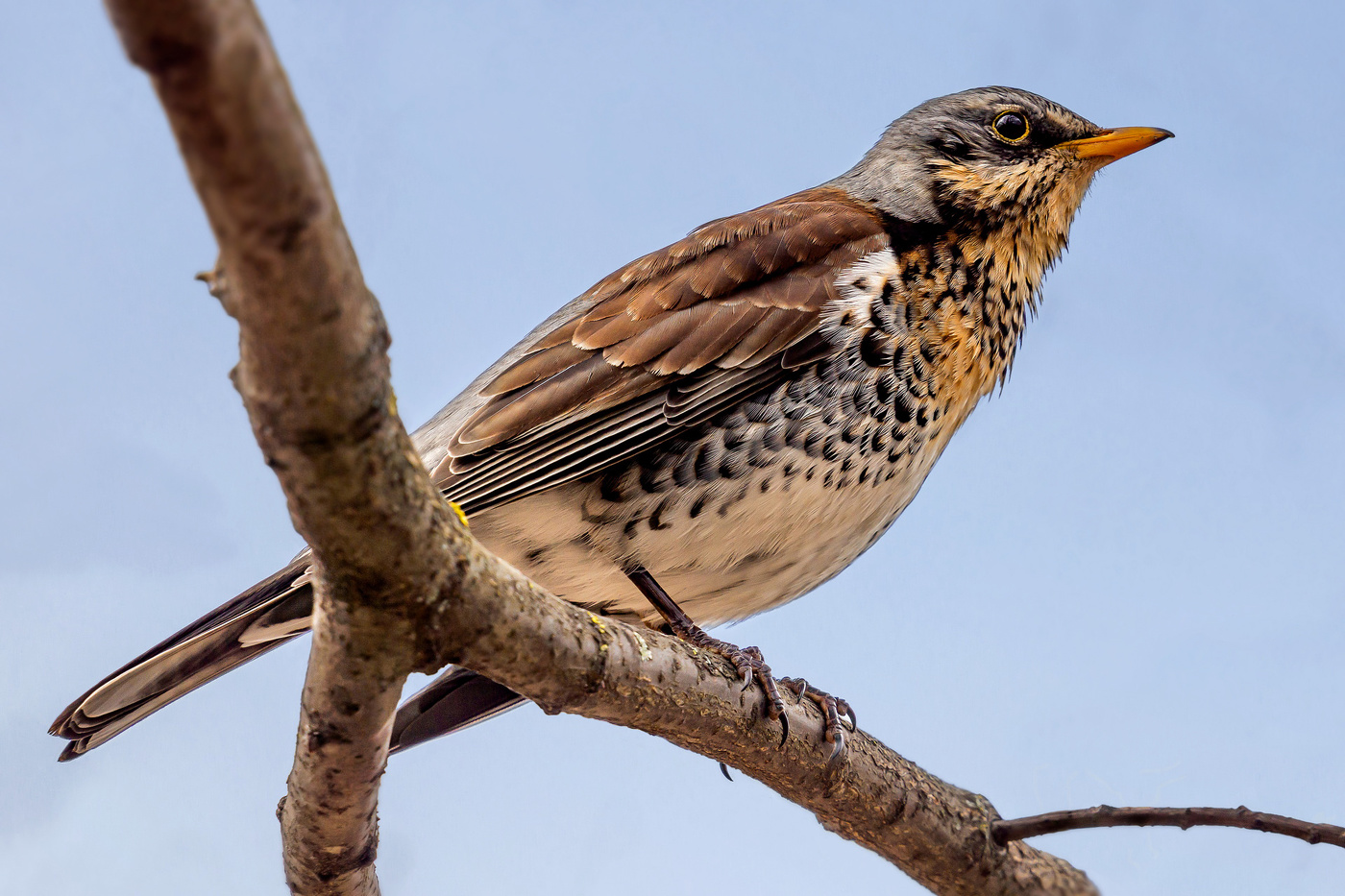 Thrush Fieldfare