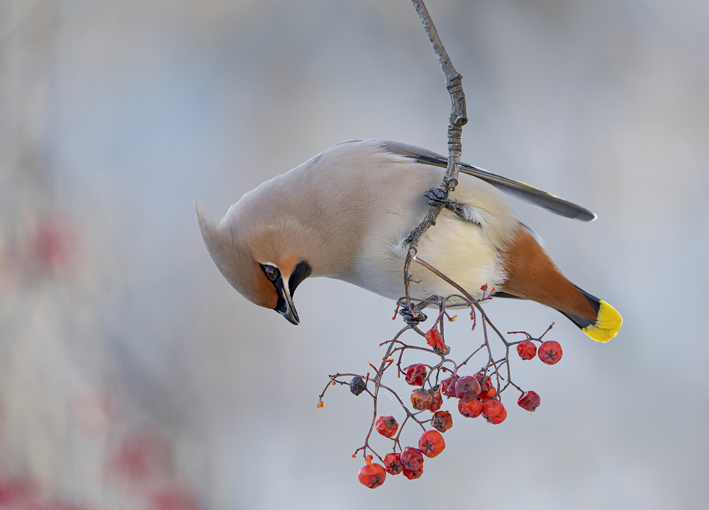 waxwing