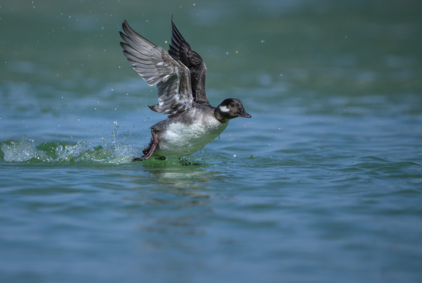 Bufflehead (f)