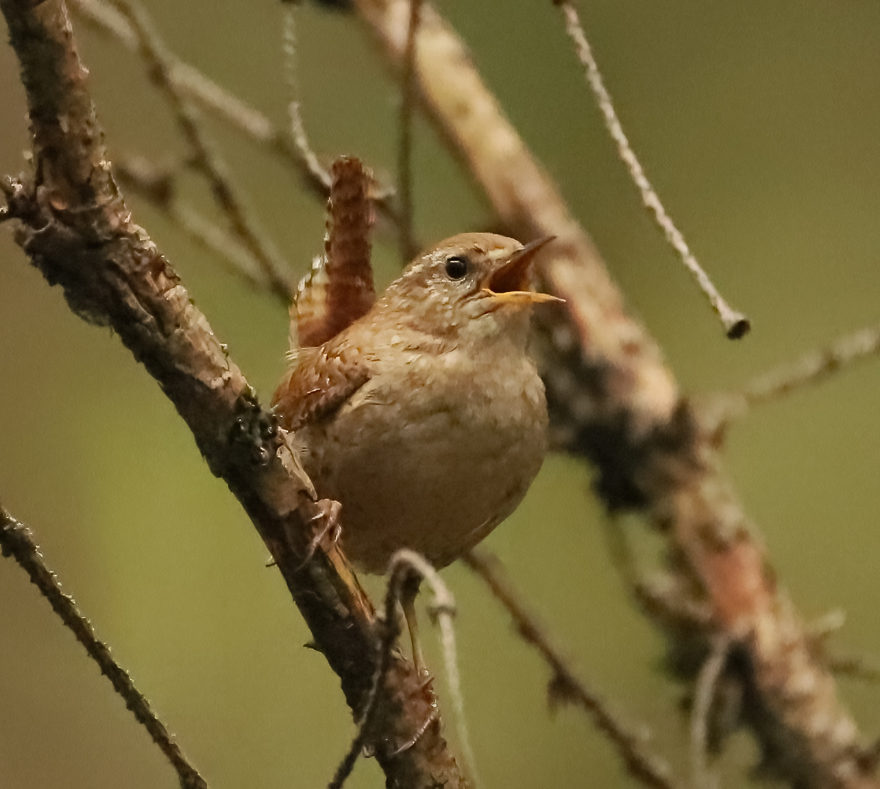 Wren