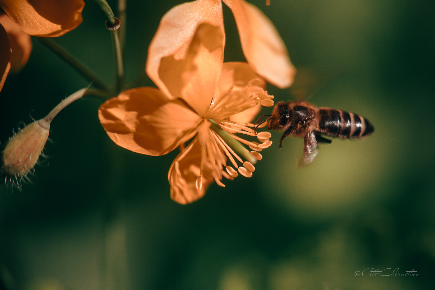 Bee