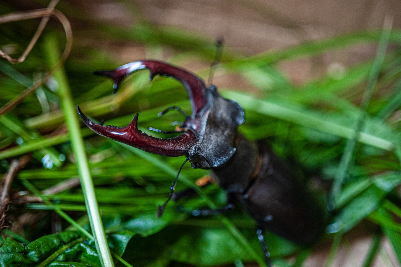 stag beetle