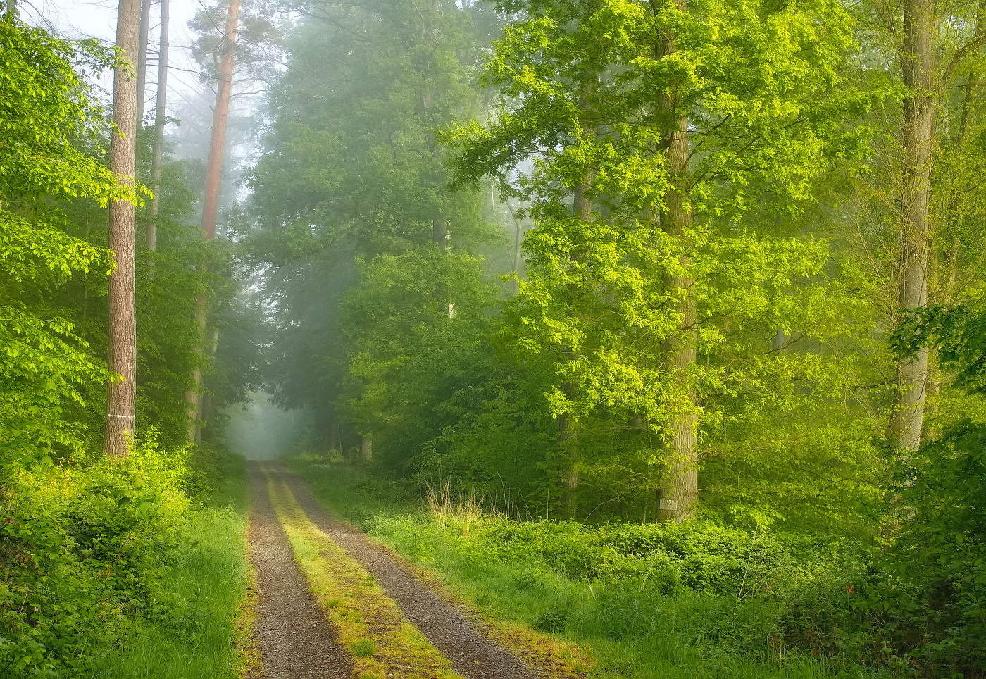 Sunny morning