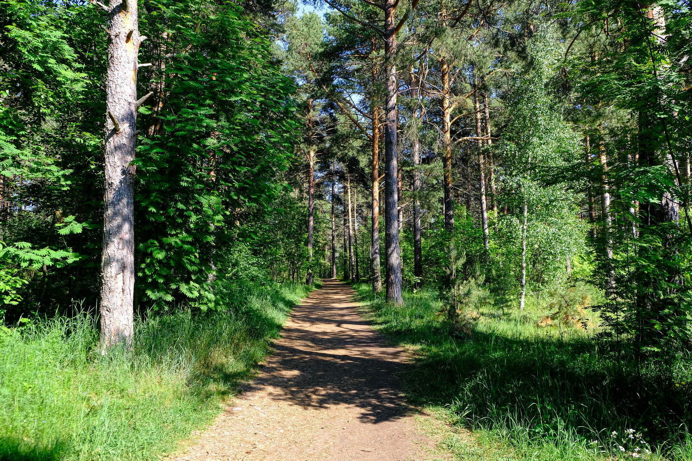 Spring Forest