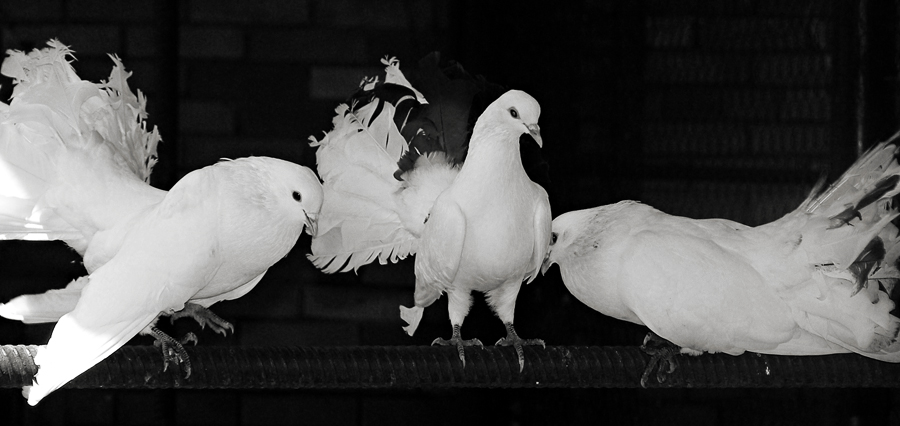 Love and Pigeons