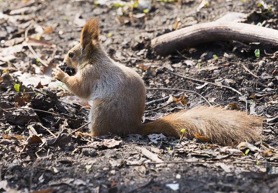 Squirrel