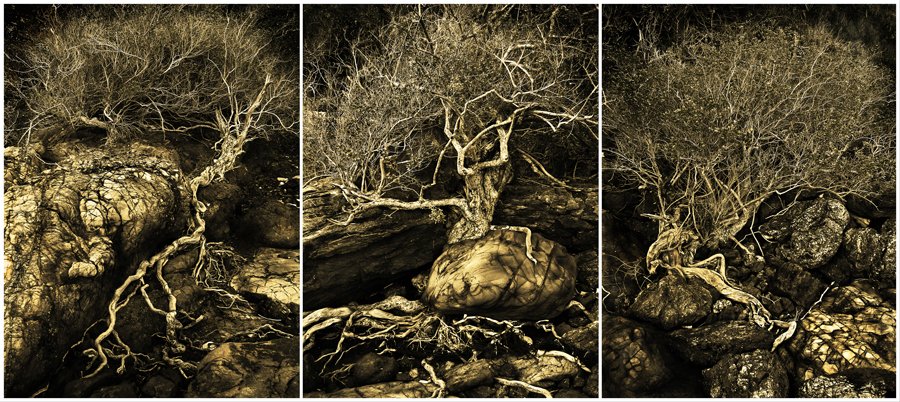 Roots and crown ... / photo