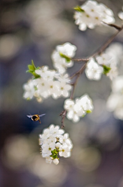 suddenly blossomed ...