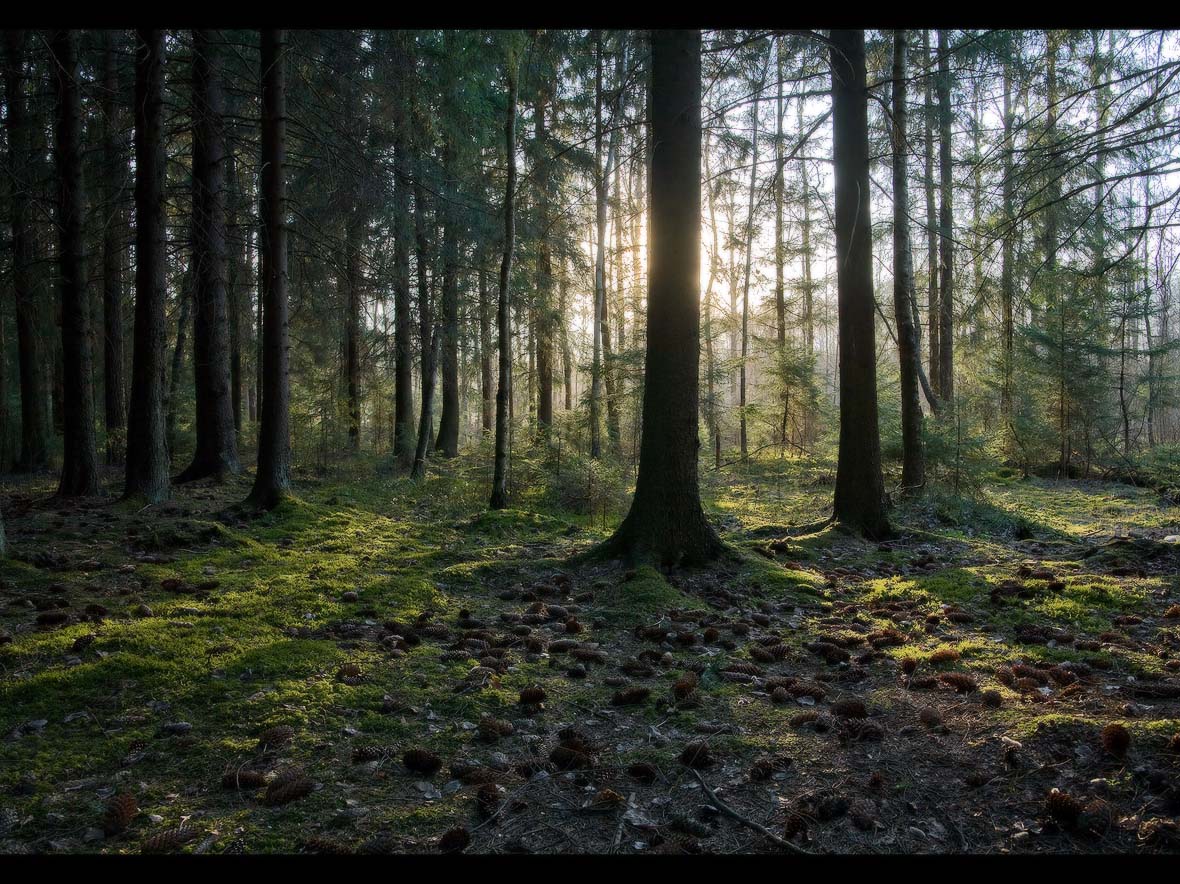 EVENING IN THE FOREST