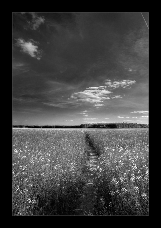 in fields