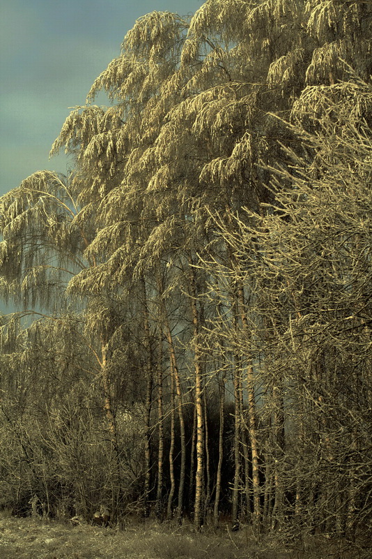 First snow