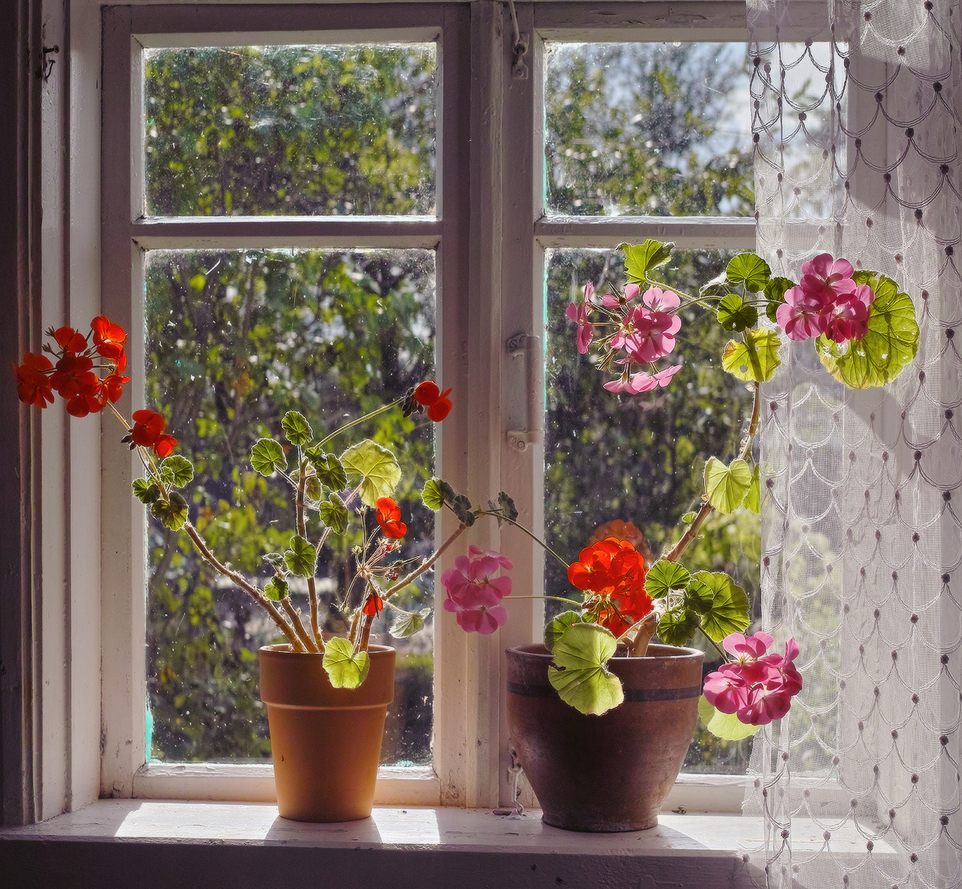 Geranium