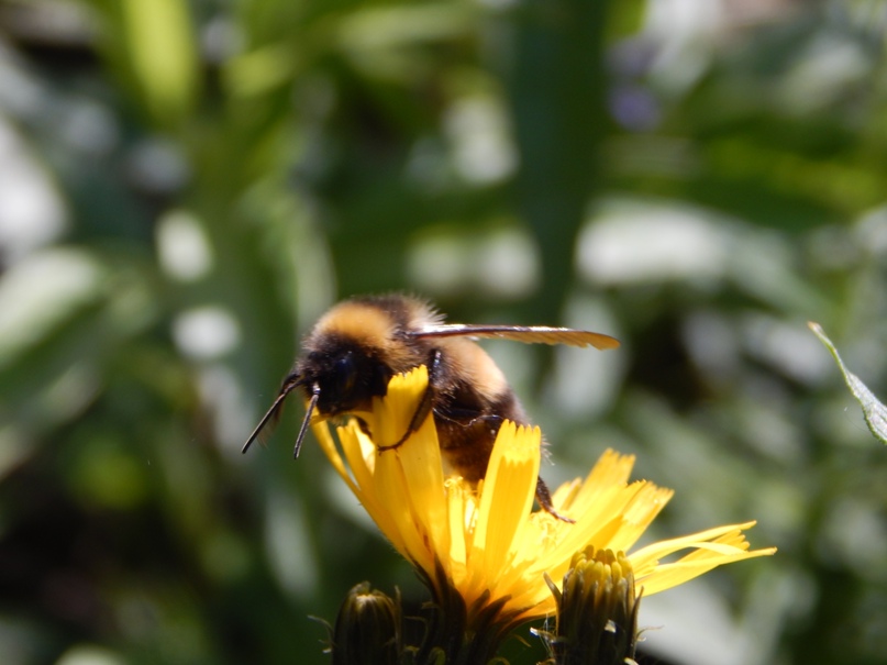 bee