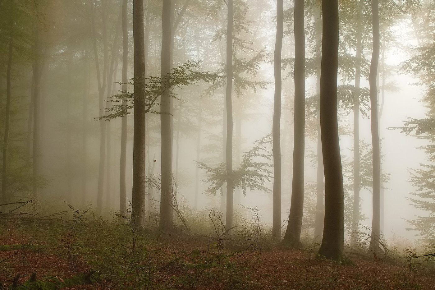 Morgennebel