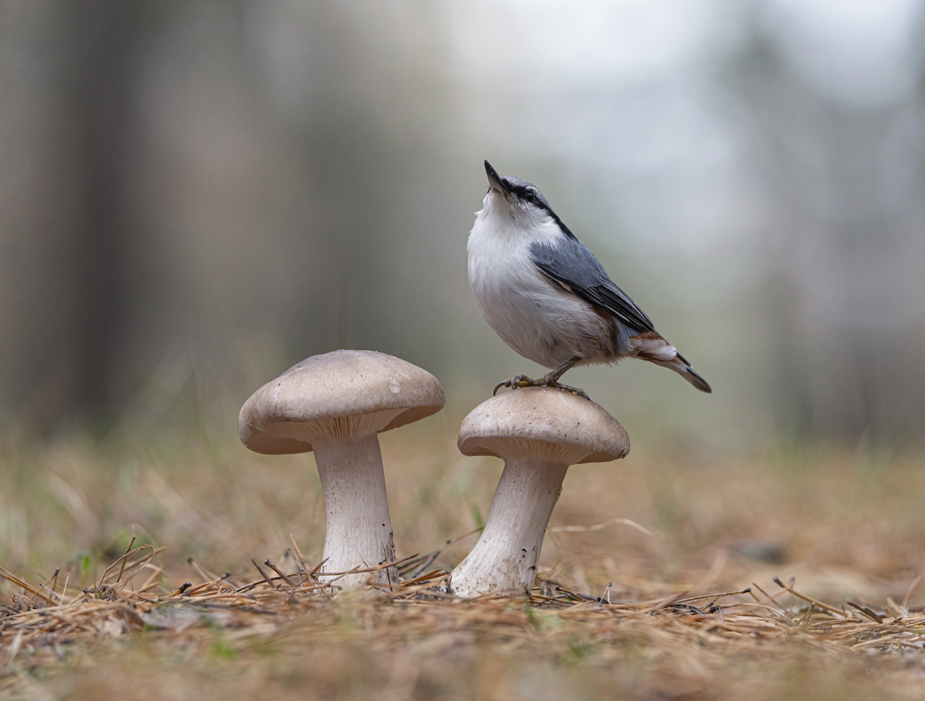 in the autumn forest