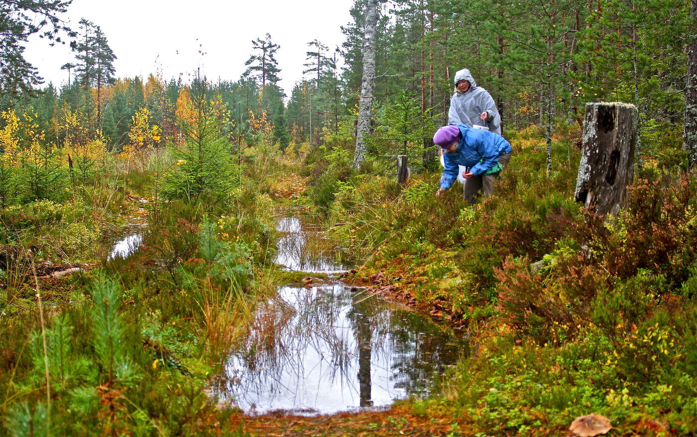 Mushroom pickers